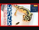 【給餌成功率95％！】レオパにレオバイトXをあげてみたらすごかった！【臭いが改善】