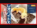 【100％食べてくれた⁉】レオパにレオバイトXをあげてみたらすごかった