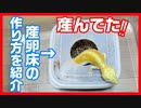 【最適な産卵床の作り方も紹介】レオパが卵を産んでくれました。【３クラッチ】