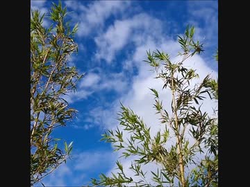 2020年 沖縄市若夏の大植木市～梅雨明けの金曜日～