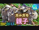 0613今日撮り野鳥動画まとめ　雨の中のカルガモ親子.マルガモ農法、キセルガイmp4