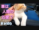 呼んだら必ず顔を出し、乗車する猫【野良猫の保護まであと30日】