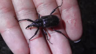 夜の高尾山で生き物探し【やどけん！】