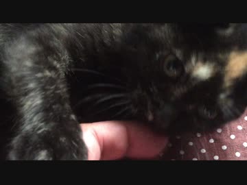 子猫にやっちゃいけない事