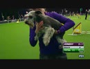 ミニチュア・シュナウザーのアジリティ（優勝）