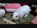 齧り木を投げるうさぎさん