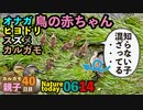 0614今日撮り野鳥動画まとめ　ツミ♂♀、オナガ雛・ヒヨドリ団子、カルガモ家族40日目、家族ごちゃまぜ