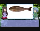 【ゆっくり解説】わかさぎ姫が教える魚　#21匹目　~伊佐木~