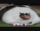 猫踏んじゃったぁ～＞＜；