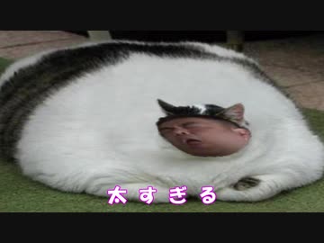猫踏んじゃったぁ～＞＜；