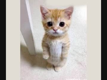 例の猫