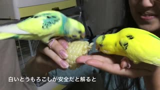 とうもろこし食べよう！