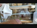 【うさモル動画】人参の葉をうさぎとモルモットにあげよう