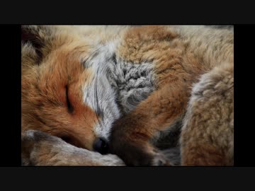 一流 供給 偏心 少年 少女 冒険 隊 Cd 義務的 慣性 とにかく