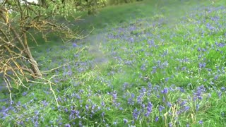 Walk Around Bluebell Woods