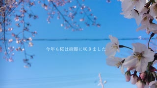 【初音ミク】今年も桜は綺麗に咲きました / しとろん 【オリジナル】