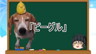 【ゆっくり解説】犬種２４：ビーグル