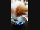 お食事中のワンコ（パピヨン） 3