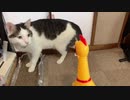 変な声で鳴く鶏にビビる猫
