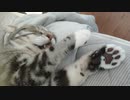 昼寝中の猫