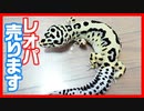 【販売開始！】繁殖したレオパを販売します。