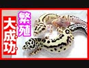 【ムード作りが大切‼】レオパの繁殖に成功しました。【クーリングなし】