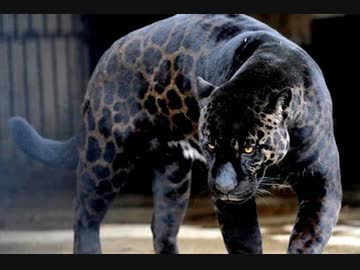 実在するハイブリッドアニマル10選 ニコニコ動画