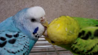 オウムとインコの日