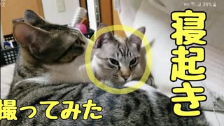 寝起きで塩顔な猫