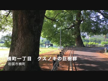 【巨樹巡り】岩国市天然記念物　「 楠一丁目のクスノキ巨樹群 」の新緑