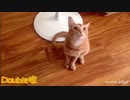 猫紅蓮華 ( bilibiliより)