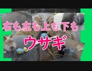 ［旅行動画］いざ、ラビットアイランドへ！後編