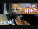 車内に興味津々、二匹の猫【野良猫の保護まであと25日】