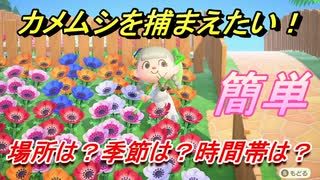 あつまれどうぶつの森　カメムシを捕まえる条件とは！？場所は？季節は？時間帯は？　虫図鑑コンプへの道！虫捕り攻略。　【あつ森】