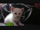 拾い猫の子育て12