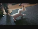 拾い猫の子育て13