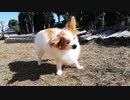 庭にたたずむワンコ（パピヨン）3