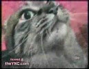 何か言いたいのかもしれない猫