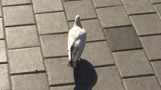 岡正人の鳩ぽっぽ