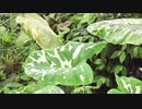 村島弘之