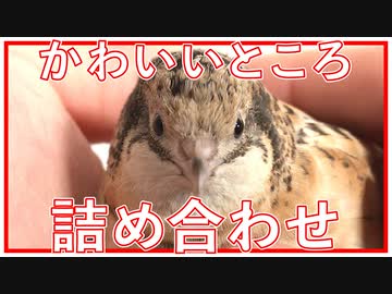 ヒメウズラのかわいいとこ まとめてみた【summary of the cute parts of the King quail】鹌鹑的可爱之处总结