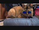 サングラスとメガネを猫にかけてみた