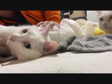 腎不全のウチューネコチャン、投薬量が増える