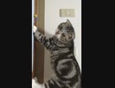 感情が昂る猫
