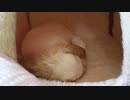 お家でくつろぐうさぎさん