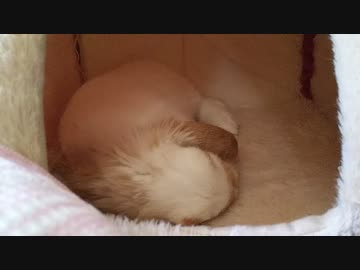 お家でくつろぐうさぎさん