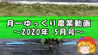 月一ゆっくり野菜栽培 2020年5月