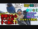 0616【ツバメ雛超接写】カワセミ縄張りバトル、キセキレイ若鳥？アオサギなど。今日撮り野鳥動画まとめ