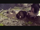 人喰いの大鷲トリコ実況プレイpart17