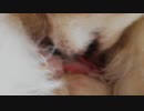 ち〇ぽこをペロペロするワンコ（パピヨン）3